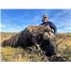 Image 5 : Greenland Musk Ox Hunt for 1 Hunter