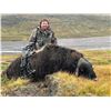 Image 6 : Greenland Musk Ox Hunt for 1 Hunter