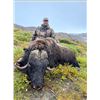 Image 7 : Greenland Musk Ox Hunt for 1 Hunter