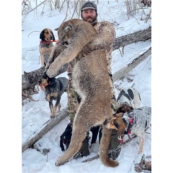 Wyoming Mountain Lion Hunt for 1 Hunter