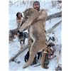Image 1 : Wyoming Mountain Lion Hunt for 1 Hunter
