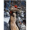 Image 2 : Wyoming Mountain Lion Hunt for 1 Hunter