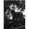 Image 5 : Wyoming Mountain Lion Hunt for 1 Hunter