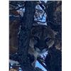 Image 7 : Wyoming Mountain Lion Hunt for 1 Hunter