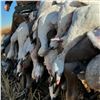 Image 4 : Premier North Dakota Waterfowl Hunt for Two Hunters