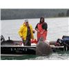 Image 2 : Alaskan self guided fishing trip with Island Point Lodge