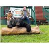 Image 6 : Maine Black Bear hound hunt for 1 hunter