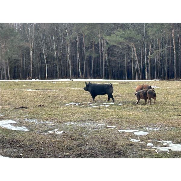 Guided Ram and Hog Hunt in New York for One Hunter