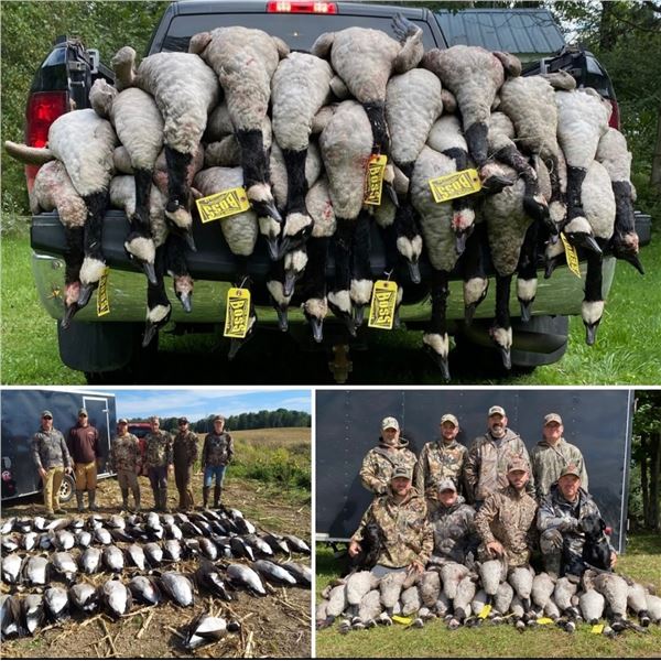 New York Fall Canada Goose Hunt for Up to 4 Hunters