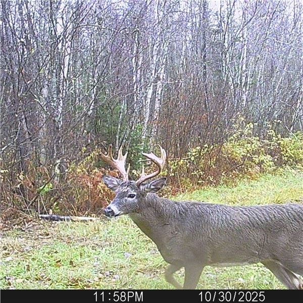 Maine Free-Range Whitetail Deer Hunt