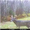 Image 1 : Maine Free-Range Whitetail Deer Hunt