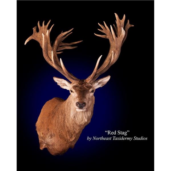 Magnificent Red Stag Shoulder Mount from Northeast Taxidermy