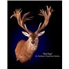 Image 1 : Magnificent Red Stag Shoulder Mount from Northeast Taxidermy