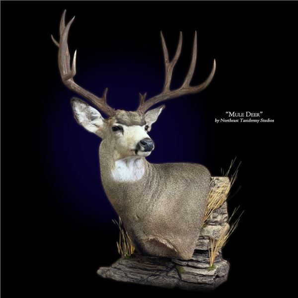 Mule Deer Shoulder Mount