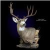 Image 1 : Mule Deer Shoulder Mount