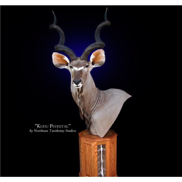 Kudu Shoulder Mount