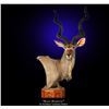 Image 2 : Kudu Shoulder Mount