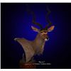 Image 3 : Kudu Shoulder Mount