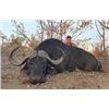 Image 2 : South Africa Trophy Cape Buffalo up to 42” Hunt