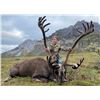 Image 1 : Alaska Trophy Caribou Hunt for 2 Hunters