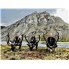 Image 2 : Alaska Trophy Caribou Hunt for 2 Hunters