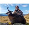 Image 2 : 3 Trophy New Zealand Hunt of a Lifetime - Red Stag, Bull Tahr and Chamois Hunt