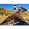 Image 3 : 3 Trophy New Zealand Hunt of a Lifetime - Red Stag, Bull Tahr and Chamois Hunt