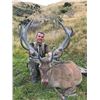 Image 4 : 3 Trophy New Zealand Hunt of a Lifetime - Red Stag, Bull Tahr and Chamois Hunt