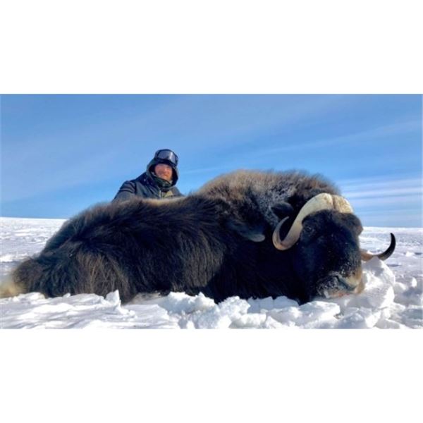 Guided Spring Barren Ground Muskox Hunt For 1