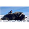 Image 1 : Guided Spring Barren Ground Muskox Hunt For 1
