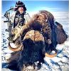 Image 2 : Guided Spring Barren Ground Muskox Hunt For 1