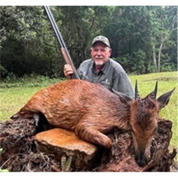 South Africa - Red Duiker, Blue Wildebeest, Zebra