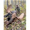 Image 1 : 7 Day Canadian Moose Rut Hunt