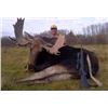 Image 2 : 7 Day Canadian Moose Rut Hunt