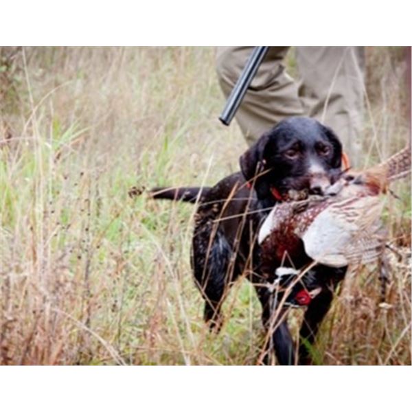 Michigan Pheasant Field Hunt for 28 Birds – 4 Hunters