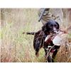 Image 1 : Michigan Pheasant Field Hunt for 28 Birds – 4 Hunters