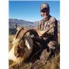 Image 1 : New Zealand 5 Day Alpine Goat Hunt