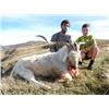 Image 2 : New Zealand 5 Day Alpine Goat Hunt