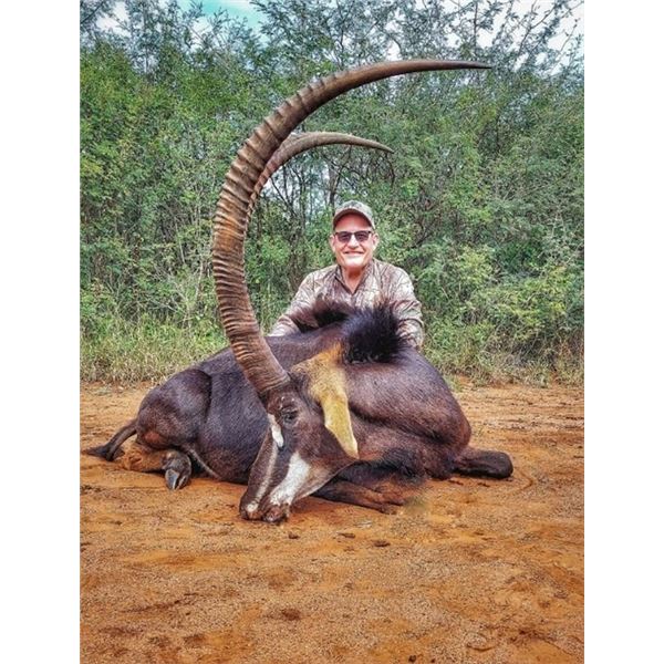 South Africa Trophy Sable Bull Hunt up to 42”