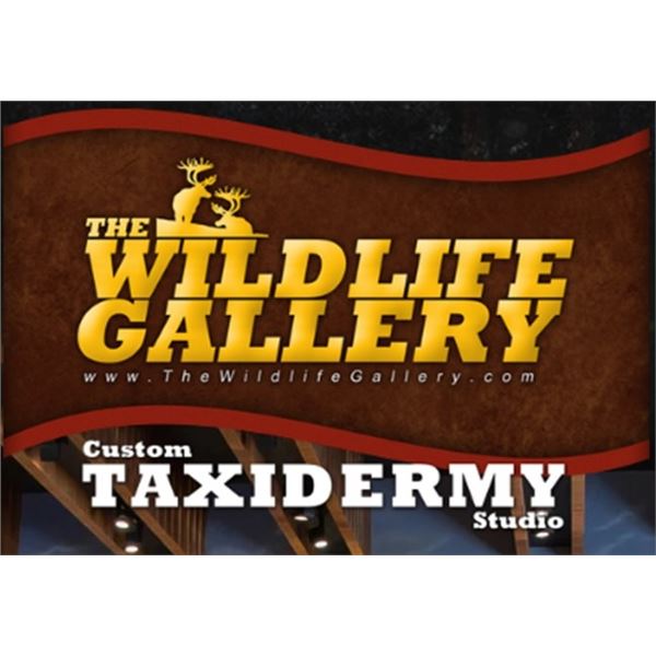 $3,000 Taxidermy Credit