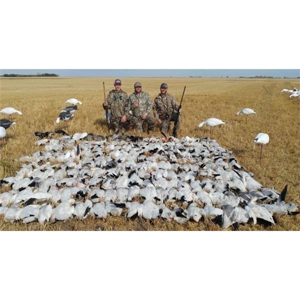 Saskatchewan 4 Day Fall Snow Goose Hunt For 3 Hunters