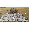 Image 1 : Saskatchewan 4 Day Fall Snow Goose Hunt For 3 Hunters