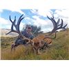 Image 1 : New Zealand 5 Day Red Stag Hunt