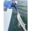 Image 3 : Florida Tarpon Fishing Trip