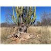 Image 2 : Mexico Coues Deer Hunt