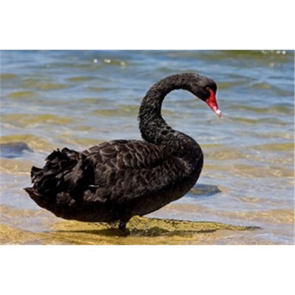 New Zealand – 3 Day Black Swan Hunt – 1 Hunter