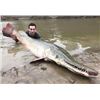Image 1 : Texas Alligator Gar Fishing for 3