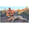 Image 4 : 6 Day Sonora, Mexico Mule Deer Hunt