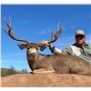 Image 7 : 6 Day Sonora, Mexico Mule Deer Hunt
