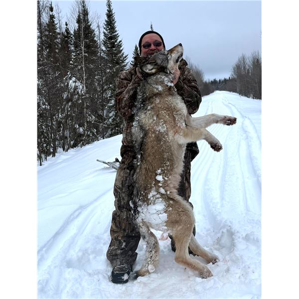 Timberwolf for 1 hunter from Kapriver Outfitters